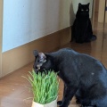 ねこ草