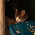 猫の隠れ家、復活。