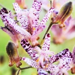 マイクロバブル博士の「マイクロバブル旅日記」