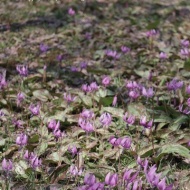 【春の森】これまでで一番早く始まった舞踏会！