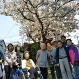 『桜めぐりドライブ🚗』の画像