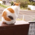 猫に小判を与えたら。 埋蔵金：千八百八拾四両　それがわかっておってかぁ・・・。