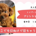 WanWan net🐾ボランティアチーム