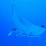 石垣島ダイビングブログ