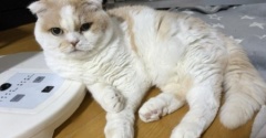猫のために冬用品を出したら・・・