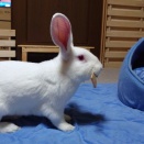 ぴょんた君近況