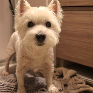 たかシェフのおうちごはん。と、白い犬。と、チワワ。