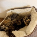 携帯のキャリア変更で沈没した日