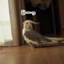 カーテンをめくるクスィー