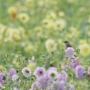 ■奈良で野鳥探し ダリア畑 ～ ノビタキ ～