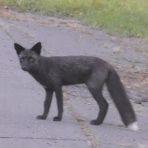 いってよしニュース