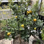 ひねもすノッタリ・・