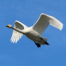 飛ぶオオハクチョウを撮る🦢🦢📸（多々良沼公園）
