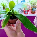 今、若者に人気なコウモリの様な不思議な植物を育ててみようと思いまして