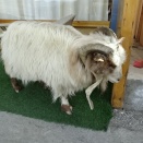 パンゴン・ツォからレーに戻る