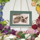 常陸太田市のトンキニーズ愛猫ビビちゃんの個別火葬【ペット火葬・霊園・常陸太田市】