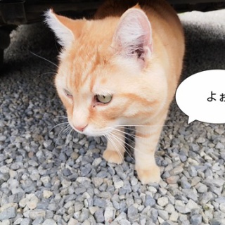 ソワレが要らないフランス暮らし