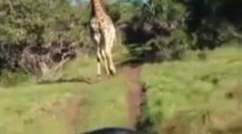 【動画】キリンさんがブチ切れてサファリ観光客が乗った車を追い回す