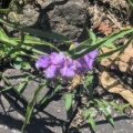 観賞用です。