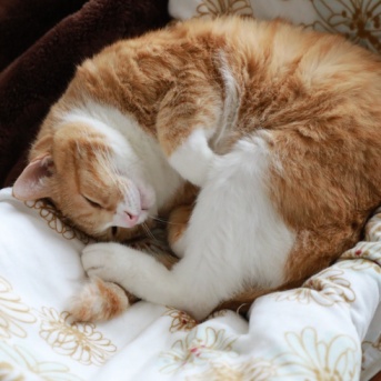 そばに置きたい猫。