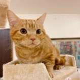 『【犬】マイロくん 家族が決まりました』の画像