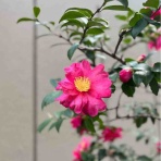 そんな穏やかな毎日