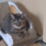 ﾈｺﾁｬﾝのﾆﾝｹﾞﾝ育成日記