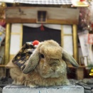 1月6日のグルーミングフォト