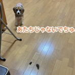 ガオだらけな日々　