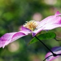 Traveler's joy クレマチスの花言葉