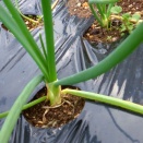 玉葱の様子など