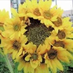 【閲覧注意】奇形植物のキモさｗｗｗｗｗｗｗｗｗｗ