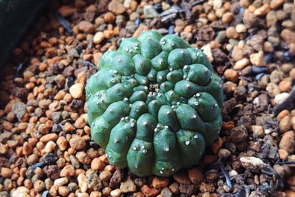 snk　オベサ isla del pescado - Euphorbia obesa-ユーフォルビア・オベサ f