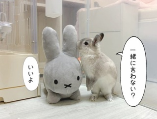 うさぎのルリ(9/18追記)