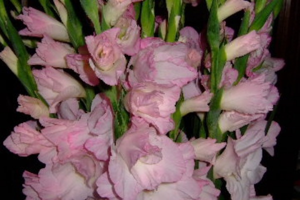 花とわが子と神様と 13年07月