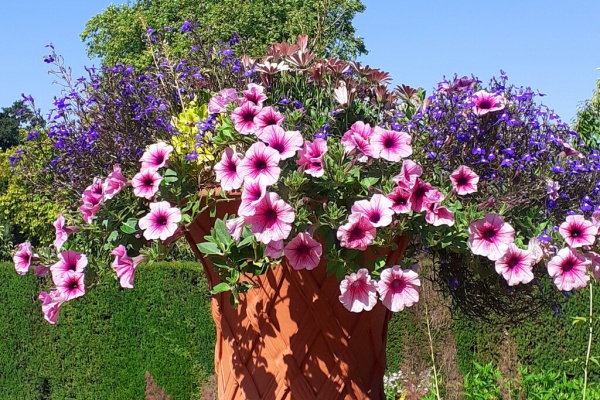 おとぎの国のガーデナー 寄せ植え