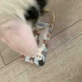 ベネリ君ジャミちゃんキャリコちゃんフランキ君のもふもふメモリー