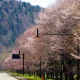 「麓郷街道の桜並木」と「上御料の一本桜」そして石焼ジンギスカン