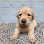 沼井ドッグスクール　～いきもの便り～