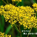 田舎記者の手帳