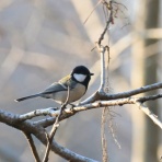 やまあんどびあ