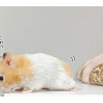 今日のプリン(11/11追記)