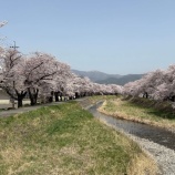 『横河川の桜・2025/4/19【長野県岡谷市】』の画像