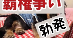 ぼちぼちやるんじゃないかと思っていた。