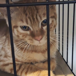 募集猫たち