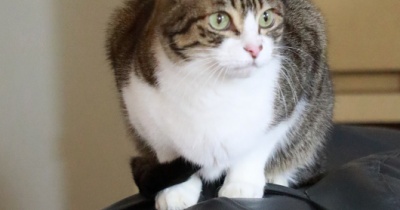 猫らが時々乗りたい場所。