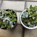 お庭で育つ草花など