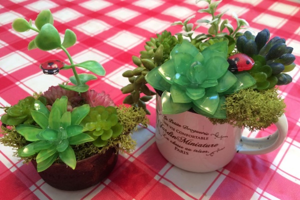 しあわせ猫のかぎしっぽ 多肉植物