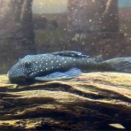 フィッシュショップFUJIのblog