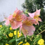 �ء�ī�Τ������ۺ�ǯ�٤ϸ��Ļ����50���Ķ����ɥ�ޡ��ǲ衦���ﻣ�Ƥ�����ޤ��������Ļԥե���ॳ�ߥå����γ�ư����𤷤ޤ����٤β���